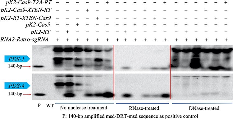 High-efficiency retron-mediated single-stranded DNA production in plants.