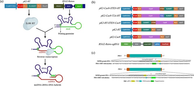High-efficiency retron-mediated single-stranded DNA production in plants.