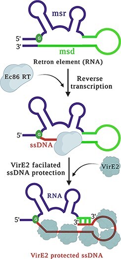 High-efficiency retron-mediated single-stranded DNA production in plants.