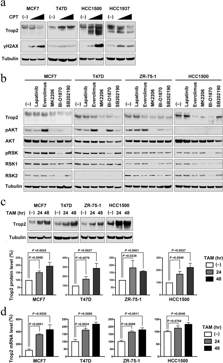 Alteration of Trop-2 expression in breast cancer cells by clinically used therapeutic agents and acquired tamoxifen resistance.