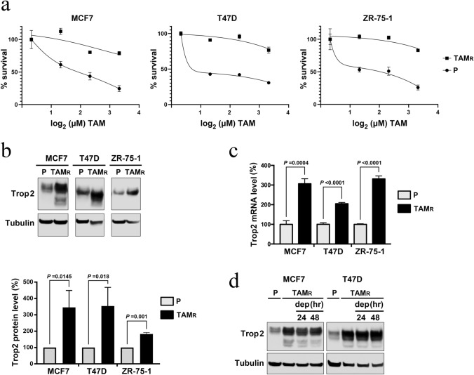 Alteration of Trop-2 expression in breast cancer cells by clinically used therapeutic agents and acquired tamoxifen resistance.