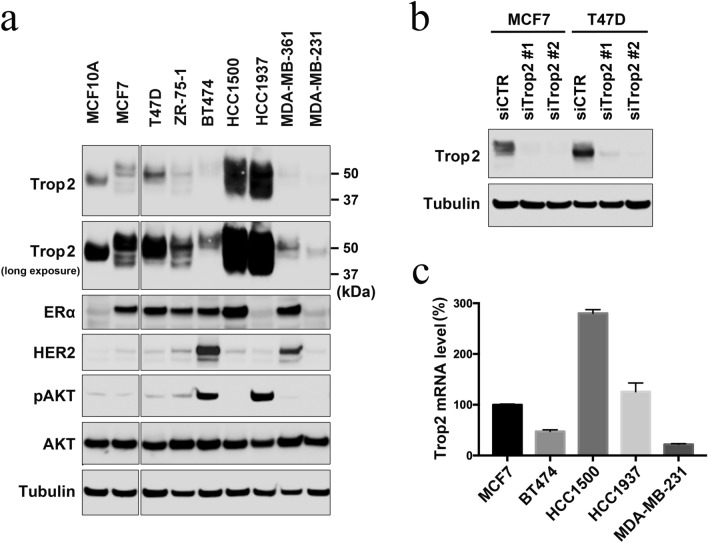 Alteration of Trop-2 expression in breast cancer cells by clinically used therapeutic agents and acquired tamoxifen resistance.