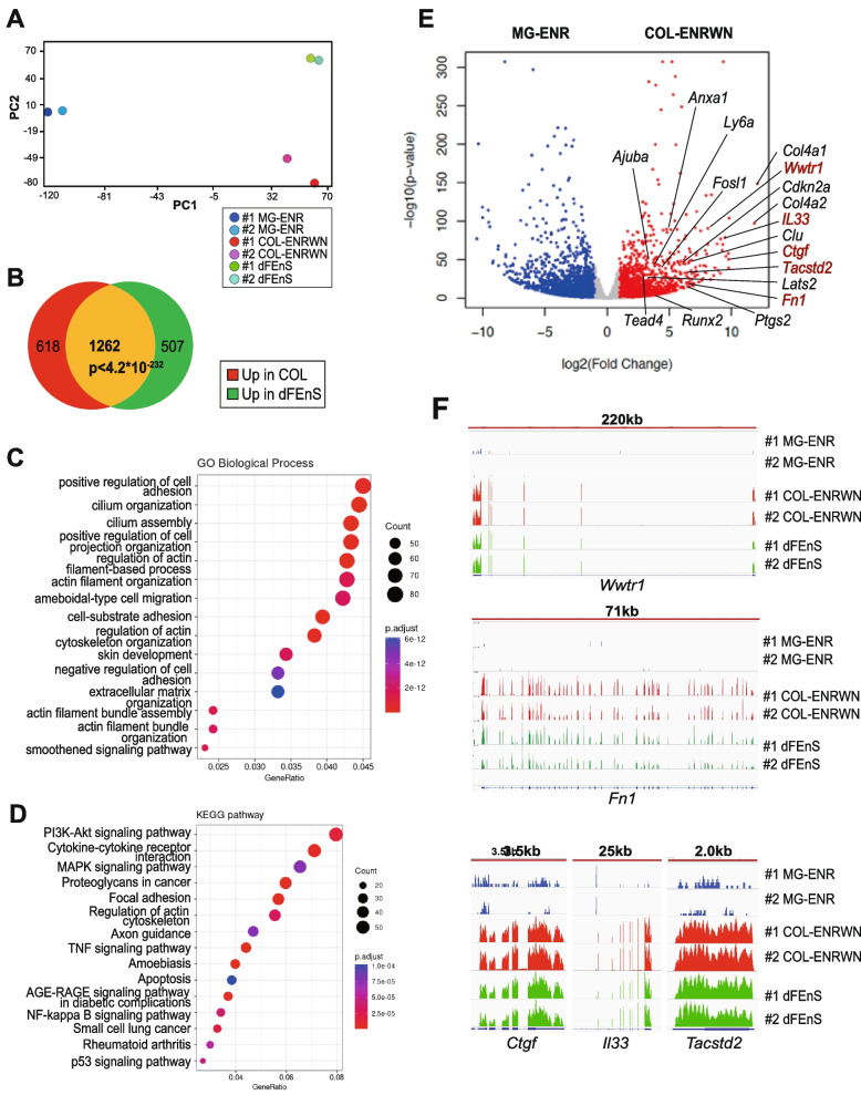 Collagen type I-mediated mechanotransduction controls epithelial cell fate conversion during intestinal inflammation.