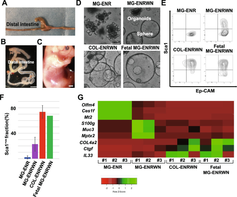 Collagen type I-mediated mechanotransduction controls epithelial cell fate conversion during intestinal inflammation.