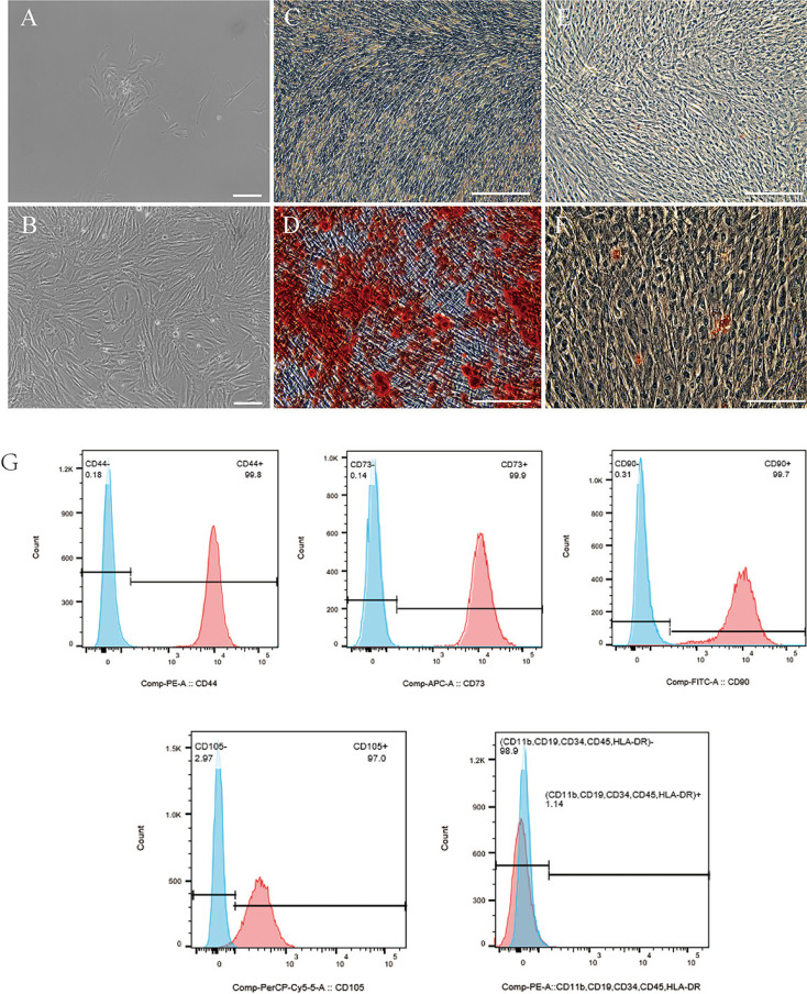 NBCe1 Regulates Odontogenic Differentiation of Human Dental Pulp Stem Cells via NF-<i>κ</i>B.