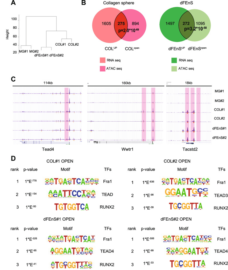 Collagen type I-mediated mechanotransduction controls epithelial cell fate conversion during intestinal inflammation.