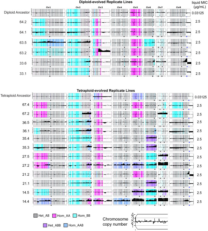 Tetraploidy accelerates adaptation under drug selection in a fungal pathogen.