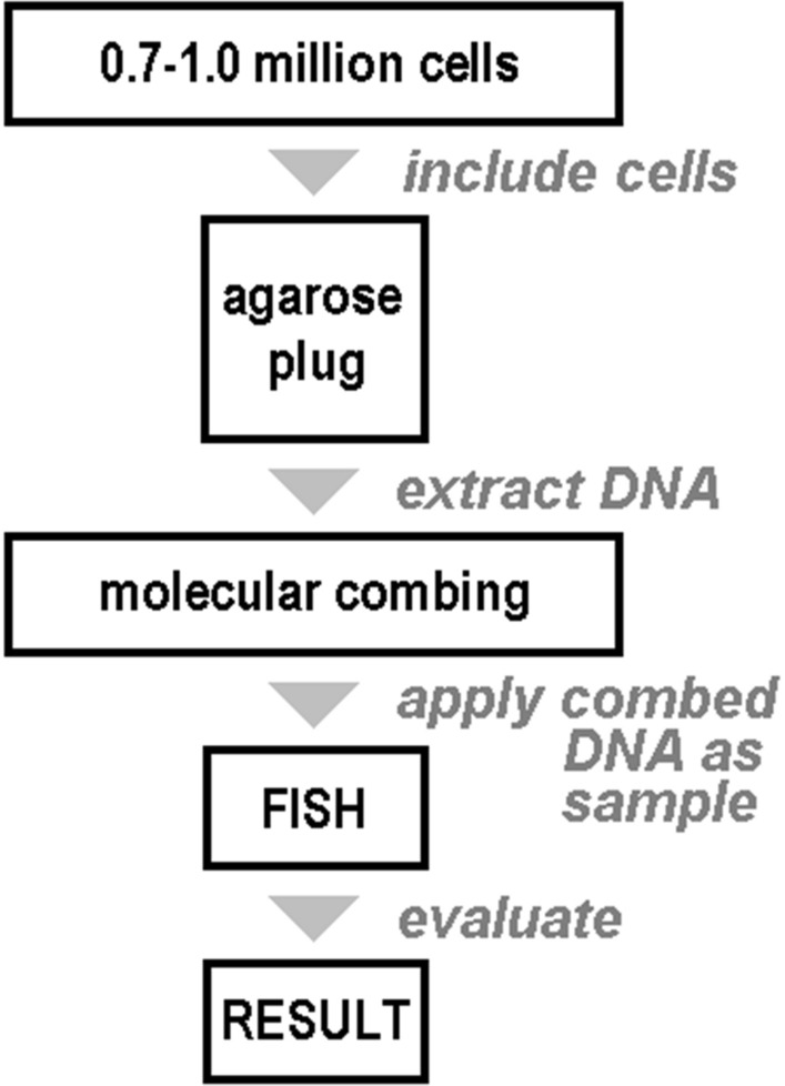 Molecular combing and its application in clinical settings.