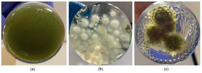 Microalgae Harvesting after Tertiary Wastewater Treatment with White-Rot Fungi.