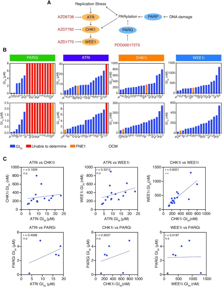 Multiple-low-dose therapy: effective killing of high-grade serous ovarian cancer cells with ATR and CHK1 inhibitors.