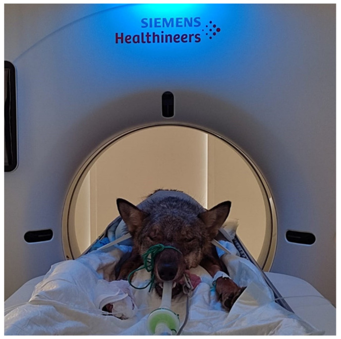 Diagnostic and Treatment of Spinal Fracture and Luxation in Italian Wolves (<i>Canis lupus italicus</i>).