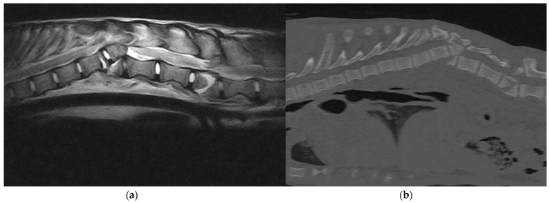 Diagnostic and Treatment of Spinal Fracture and Luxation in Italian Wolves (<i>Canis lupus italicus</i>).
