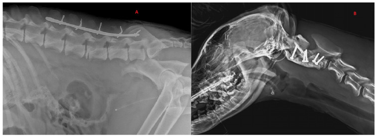 Diagnostic and Treatment of Spinal Fracture and Luxation in Italian Wolves (<i>Canis lupus italicus</i>).