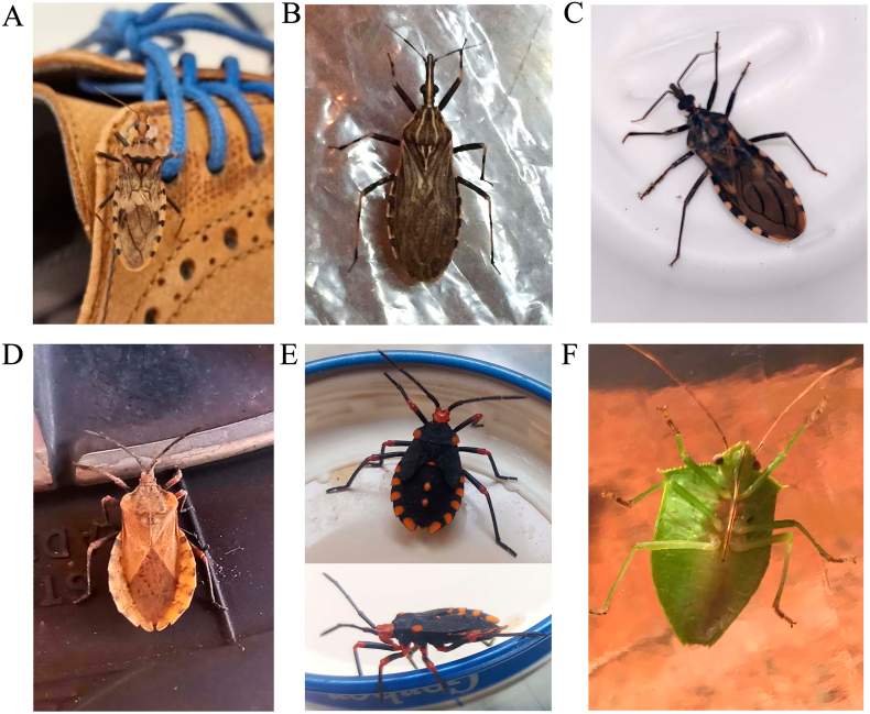 Tele-entomology and tele-parasitology: A citizen science-based approach for surveillance and control of Chagas disease in Venezuela