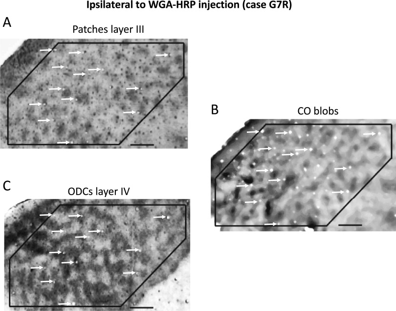 Overall patterns of eye-specific retino-geniculo-cortical projections to layers III, IV, and VI in primary visual cortex of the greater galago (<i>Otolemur crassicudatus</i>), and correlation with cytochrome oxidase blobs.