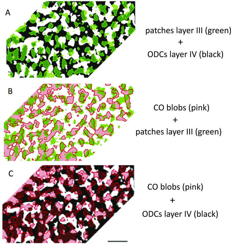 Overall patterns of eye-specific retino-geniculo-cortical projections to layers III, IV, and VI in primary visual cortex of the greater galago (<i>Otolemur crassicudatus</i>), and correlation with cytochrome oxidase blobs.