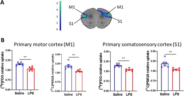 A dual tracer [<sup>11</sup>C]PBR28 and [<sup>18</sup>F]FDG microPET evaluation of neuroinflammation and brain energy metabolism in murine endotoxemia.