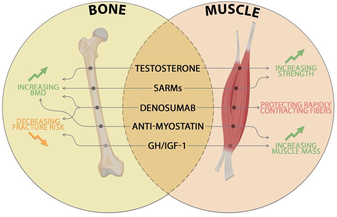 Sarcopenia and bone health: new acquisitions for a firm liaison.