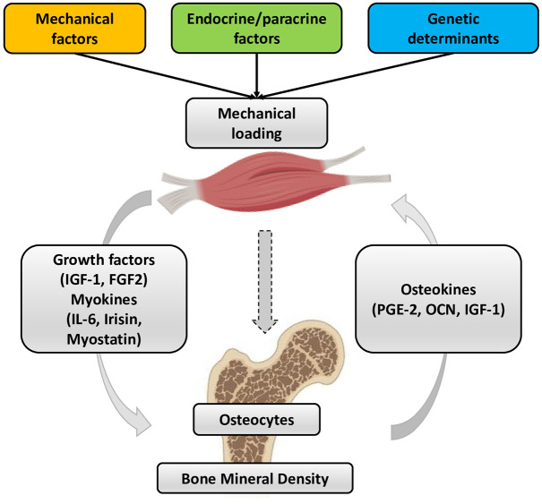 Sarcopenia and bone health: new acquisitions for a firm liaison.