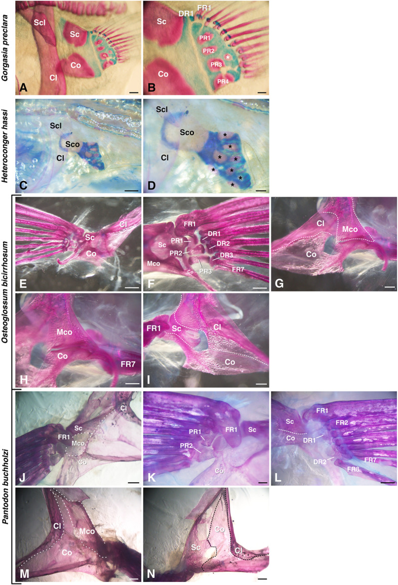 Morphological evolution and diversity of pectoral fin skeletons in teleosts.