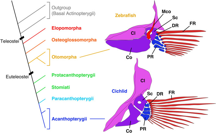 Morphological evolution and diversity of pectoral fin skeletons in teleosts.