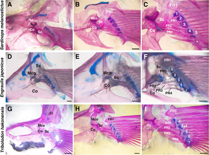 Morphological evolution and diversity of pectoral fin skeletons in teleosts.