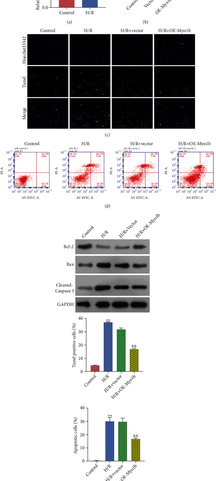 Myosin 1b Participated in the Modulation of Hypoxia/Reoxygenation-Caused H9c2 Cell Apoptosis and Autophagy.