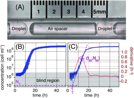 A leader cell triggers end of lag phase in populations of <i>Pseudomonas fluorescens</i>.