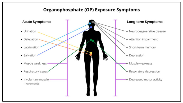 Organophosphate Insecticide Toxicity in Neural Development, Cognition, Behaviour and Degeneration: Insights from Zebrafish.