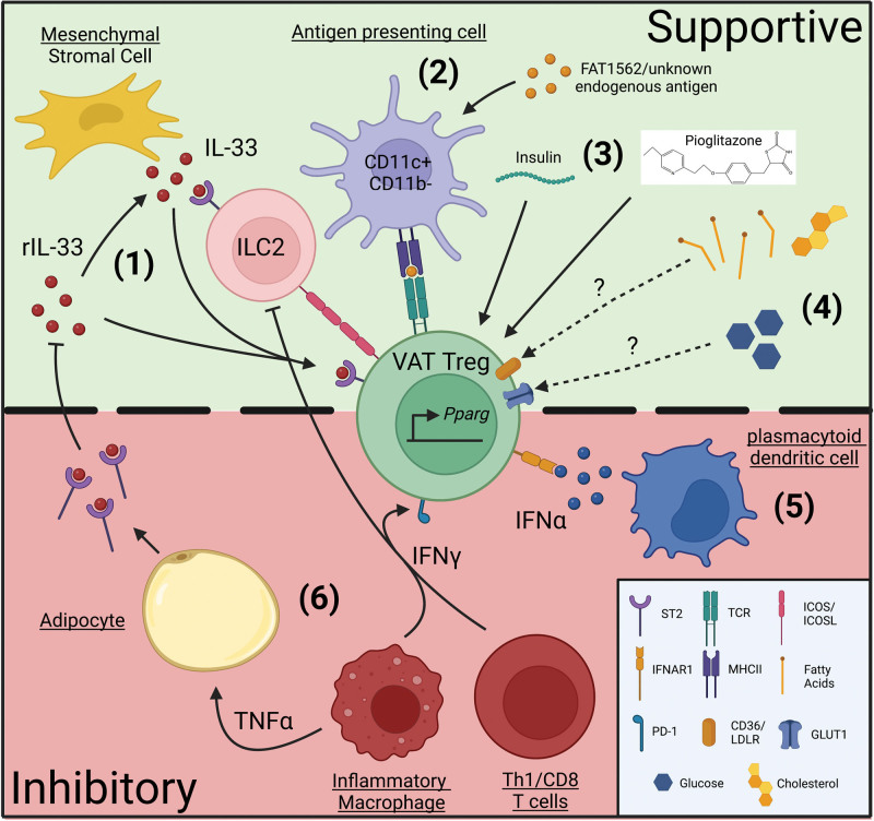 Cytokine and metabolic regulation of adipose tissue Tregs.