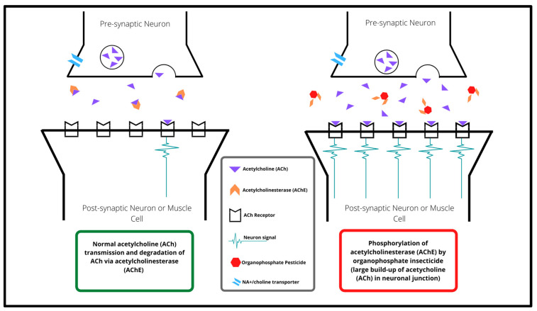 Organophosphate Insecticide Toxicity in Neural Development, Cognition, Behaviour and Degeneration: Insights from Zebrafish.