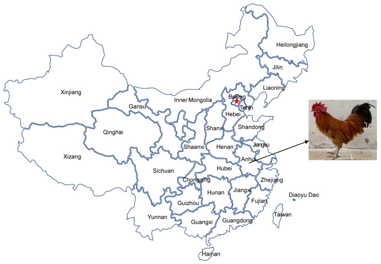 Complete Mitochondrial Genome, Genetic Diversity and Phylogenetic Analysis of Pingpu Yellow Chicken (<i>Gallus gallus</i>).