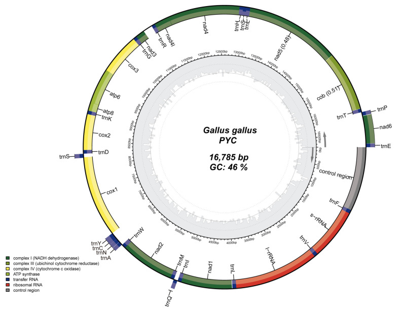 Complete Mitochondrial Genome, Genetic Diversity and Phylogenetic Analysis of Pingpu Yellow Chicken (<i>Gallus gallus</i>).