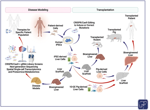 From a Single Cell to a Whole Human Liver: Disease Modeling and Transplantation.