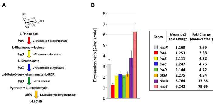 The Loss-of-Function Mutation <i>aldA67</i> Leads to Enhanced α-L-Rhamnosidase Production by <i>Aspergillus nidulans</i>.