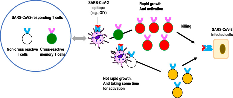 Association of cellular immunity with severity of COVID-19 from the perspective of antigen-specific memory T cell responses and cross-reactivity.