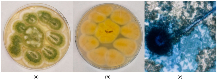 Preliminary Investigation about <i>Aspergillus</i> spp. Spread in Umbrian Avian Farms.