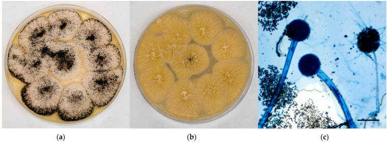 Preliminary Investigation about <i>Aspergillus</i> spp. Spread in Umbrian Avian Farms.