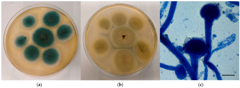 Preliminary Investigation about <i>Aspergillus</i> spp. Spread in Umbrian Avian Farms.