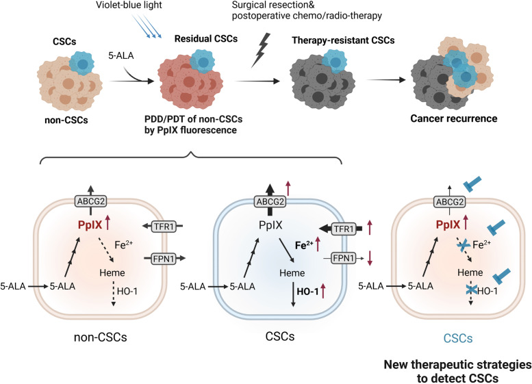 Therapy-resistant nature of cancer stem cells in view of iron metabolism.