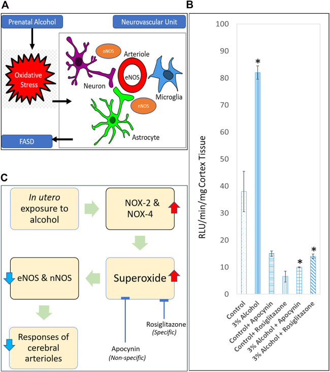 Prenatal exposure to alcohol: mechanisms of cerebral vascular damage and lifelong consequences.
