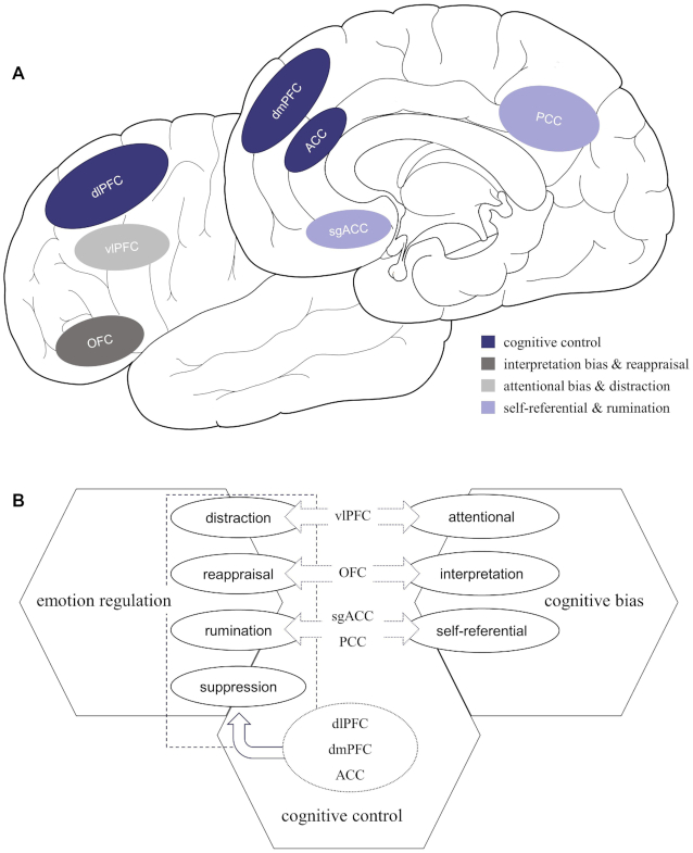 Neural correlations between cognitive deficits and emotion regulation strategies: understanding emotion dysregulation in depression from the perspective of cognitive control and cognitive biases.