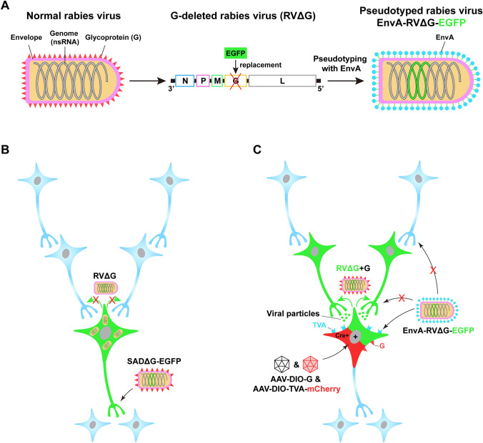 Lighting Up Neural Circuits by Viral Tracing.