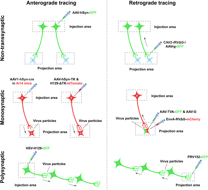 Lighting Up Neural Circuits by Viral Tracing.