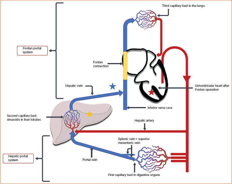 Fontan-associated Liver Disease in Adults: What a Cardiologist Needs to Know. A Comprehensive Review for Clinical Practitioners.