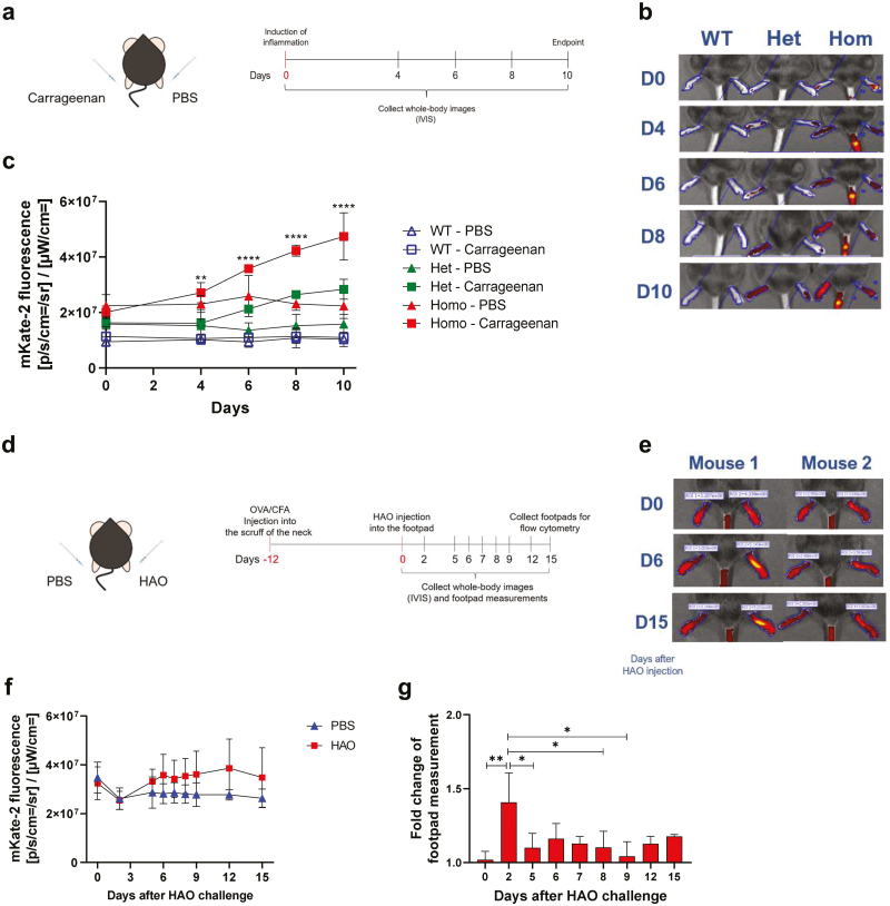Revealing stromal and lymphoid sources of <i>Col3a1</i>-expression during inflammation using a novel reporter mouse.