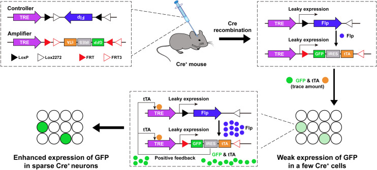 Lighting Up Neural Circuits by Viral Tracing.