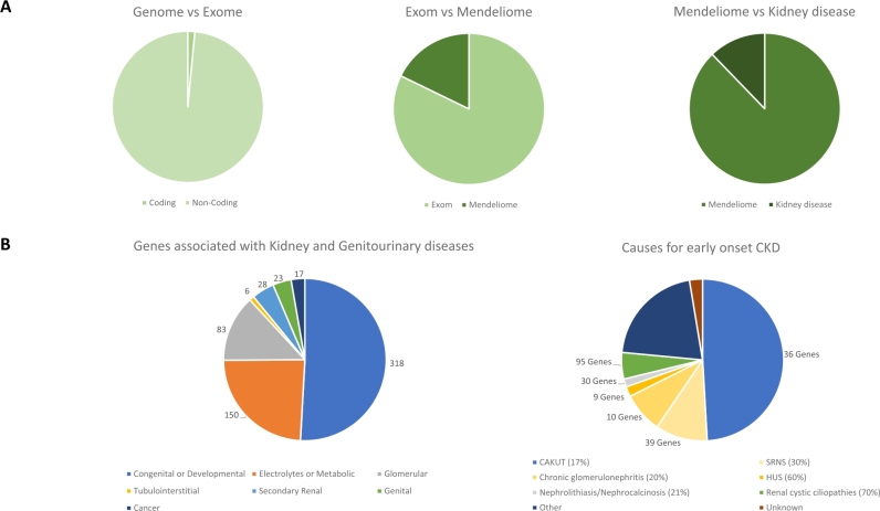 Model organisms for functional validation in genetic renal disease.