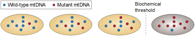 Precision mitochondrial medicine.