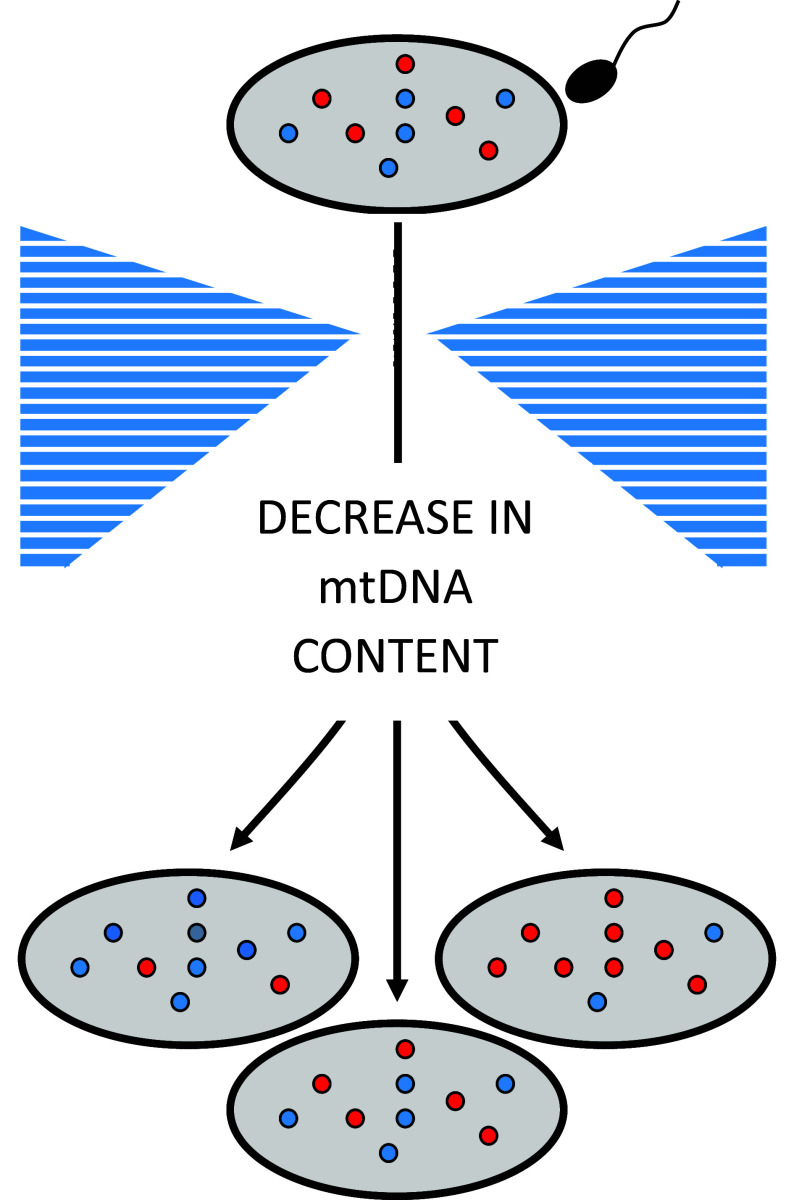 Precision mitochondrial medicine.